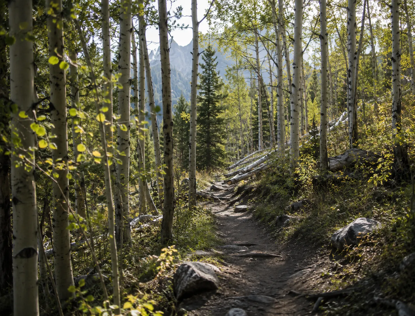 A trail through an aspen grove toward mountain peaks